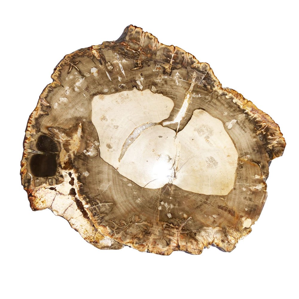 bois-fossilise-mcbf02-02 bois-fossilise-mcbf02