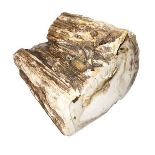 bois-fossilise-mcbf04
