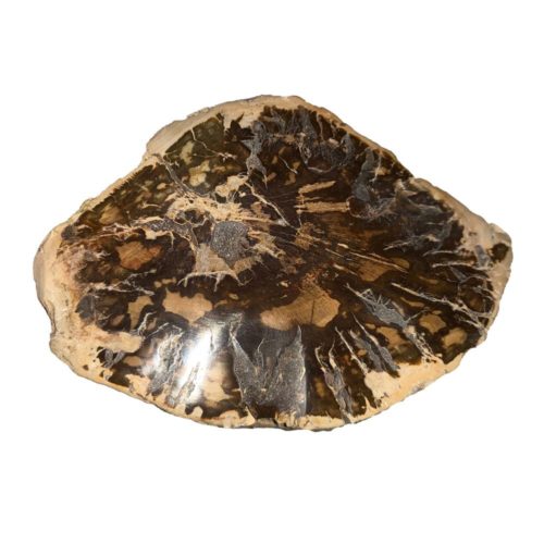 bois-fossilise-mcbf05