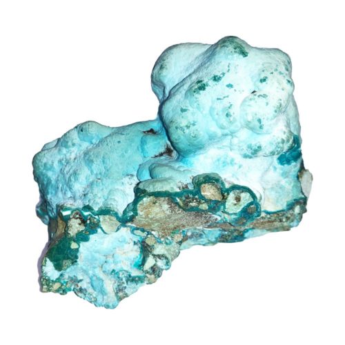 chrysocolle-du-congo-mccs01