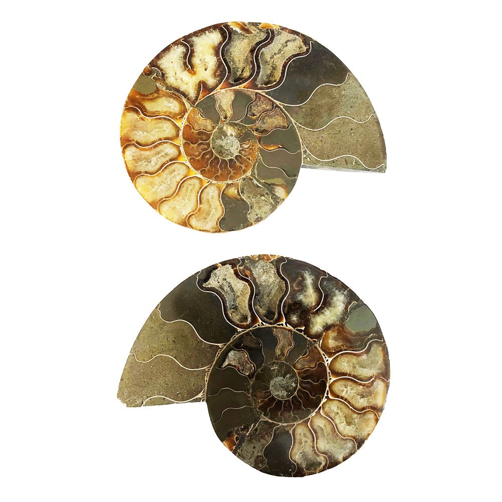 paire-ammonite-mcami14-03 paire d'ammonite