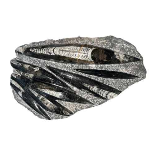 plateau-orthoceras-environ-entre-20cm-et-30cm