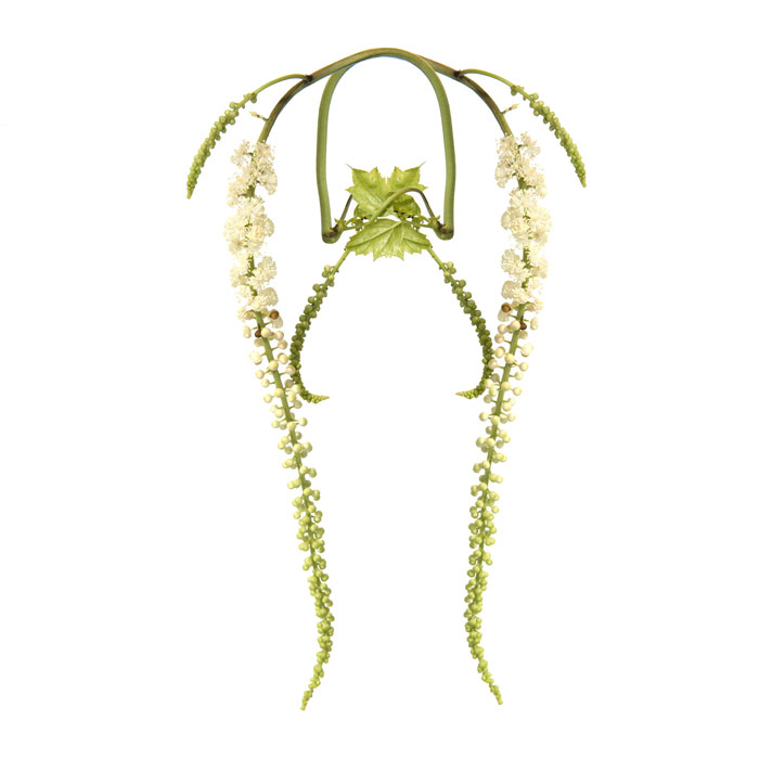 actee-a-grappes-noires