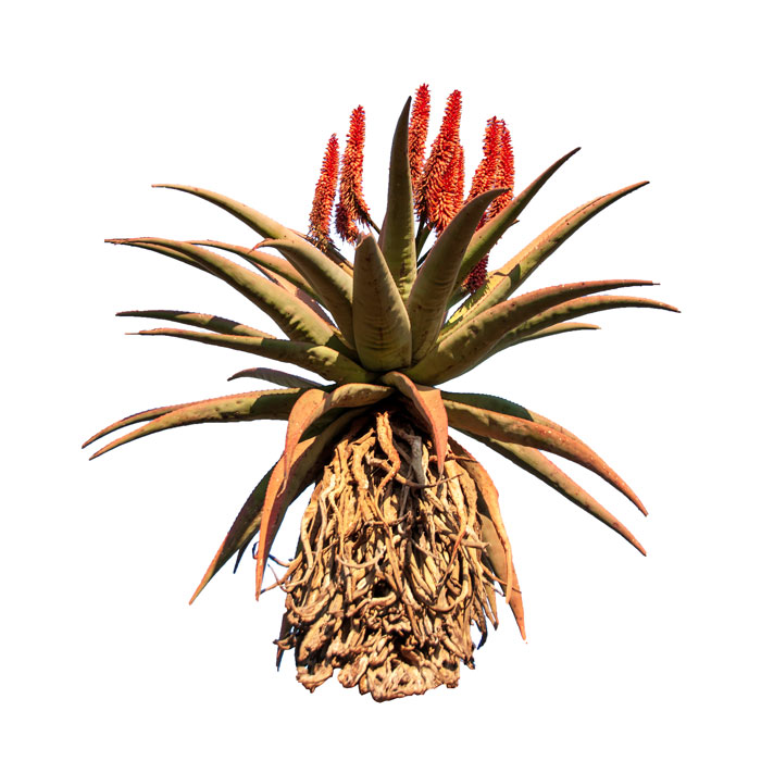 aloes-du-cap