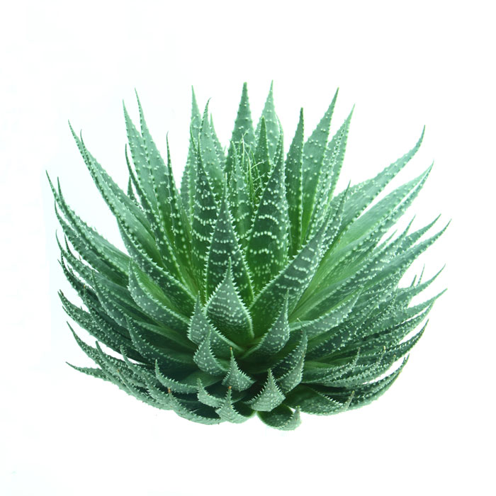 aloes