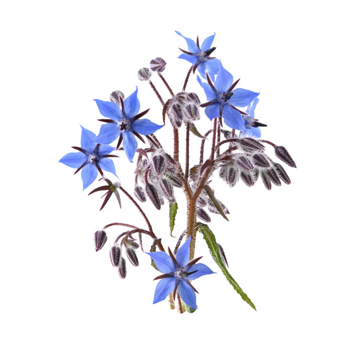 bourrache-officinale