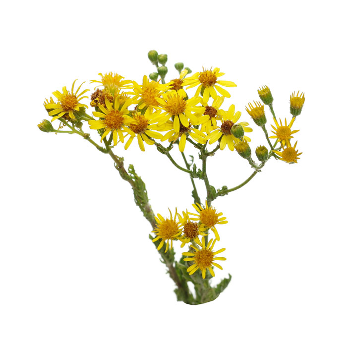chrysanthellum