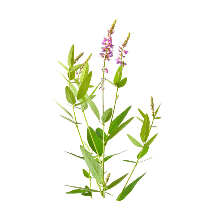 desmodium