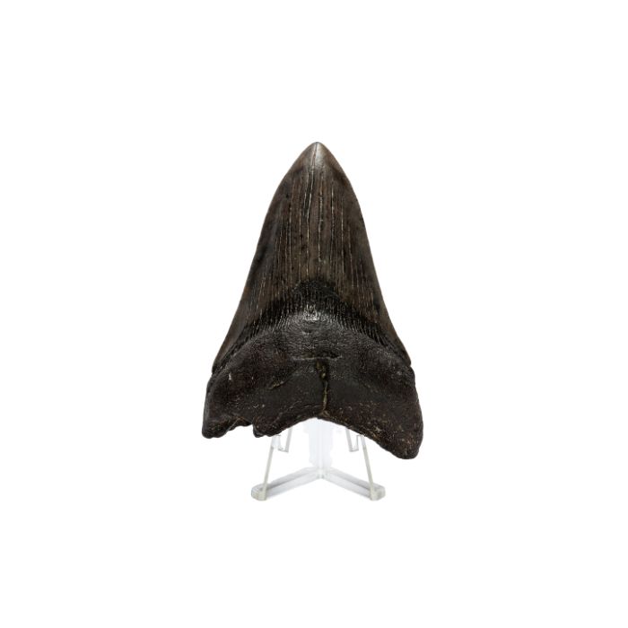 pierre-dent-de-megalodon