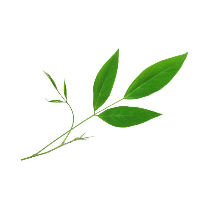 gesse-a-feuilles-de-lin