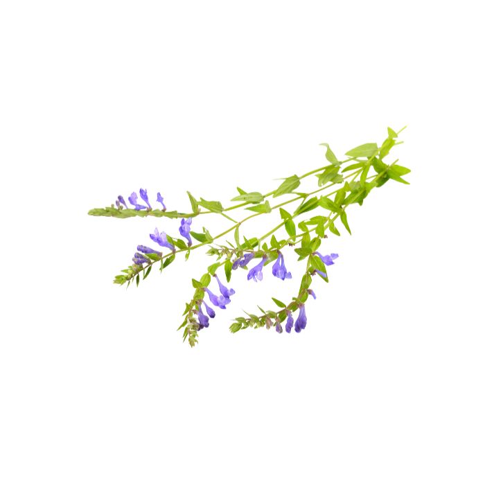 scutellaire-americaine