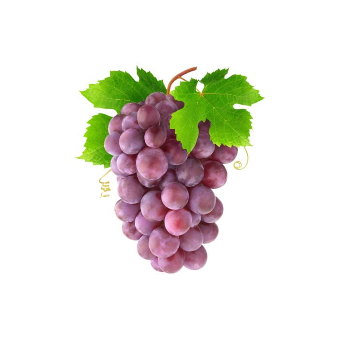 bourgeon-de-vigne