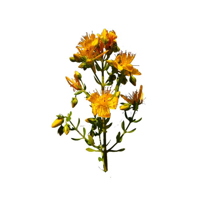 herbe-de-la-saint-jean