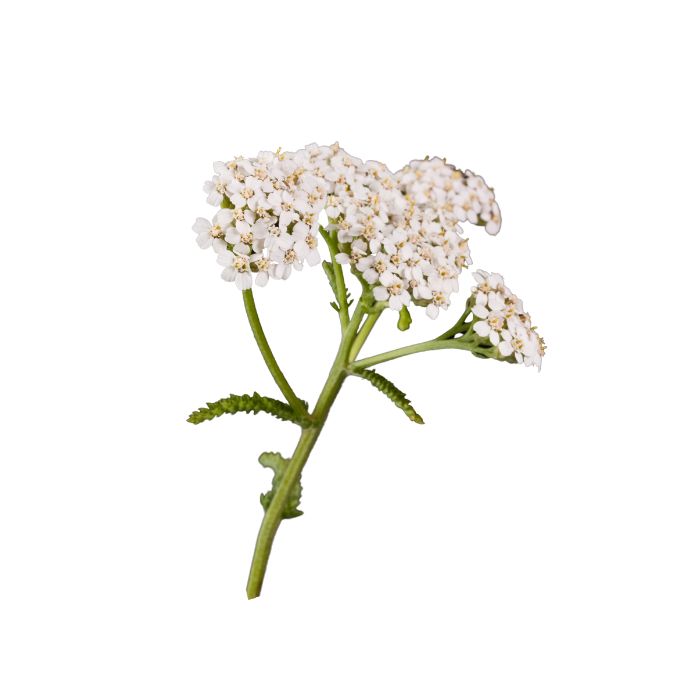 huile-essentielle-achillee-millefeuille