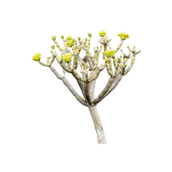 huile-essentielle-amyris