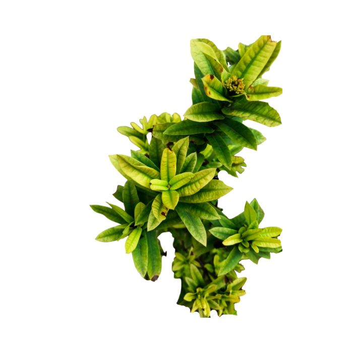 huile-essentielle-bay-saint-thomas