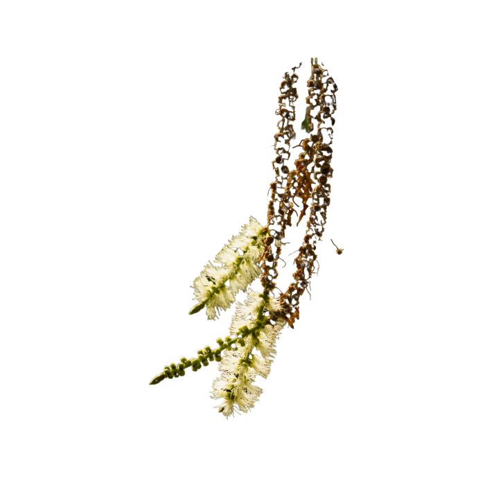 huile-essentielle-cajeput