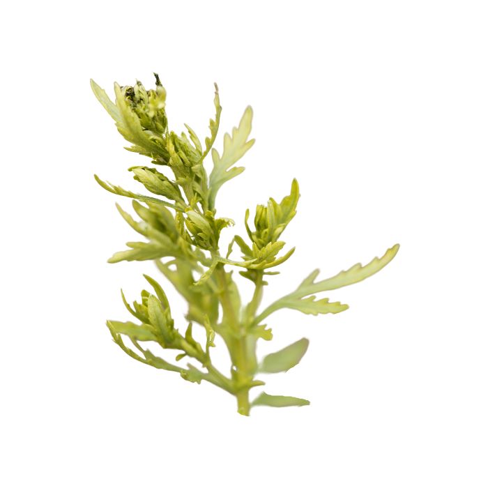 huile-essentielle-davana