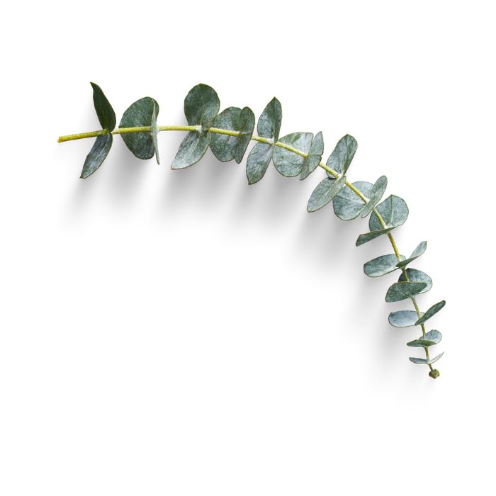 huile-essentielle-eucalyptus-a-cryptone