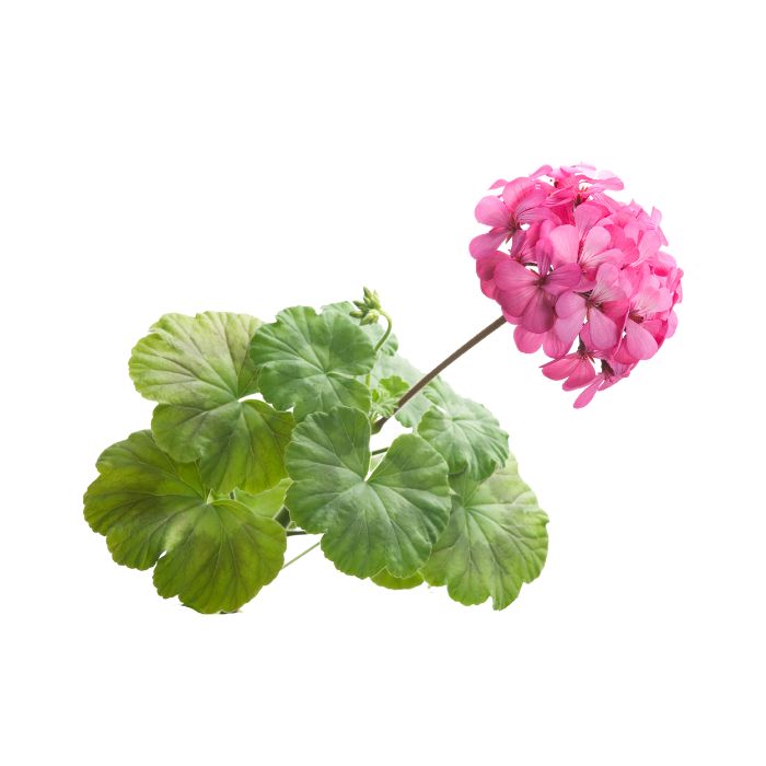 huile-essentielle-geranium-bourbon