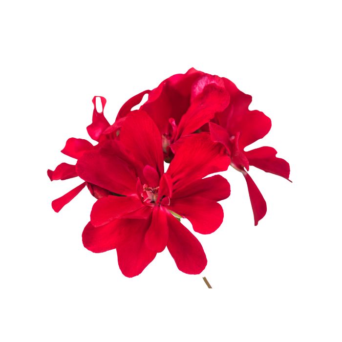 huile-essentielle-geranium-egypte