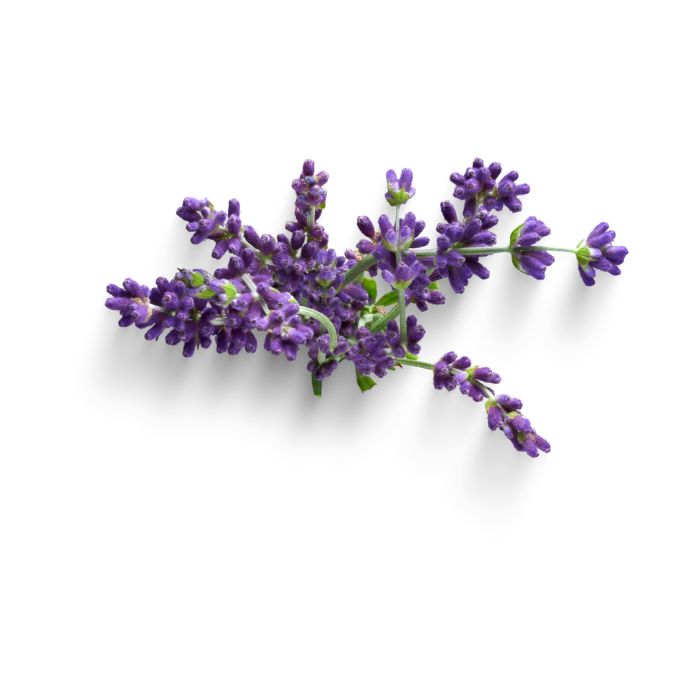 huile-essentielle-lavandin-super