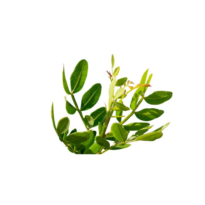 huile-essentielle-lentisque-pistachier