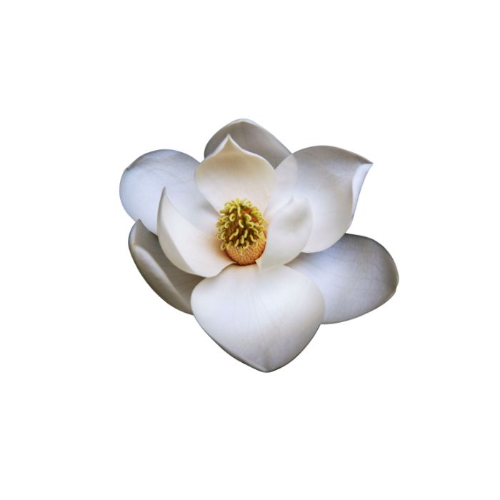 huile-essentielle-magnolia