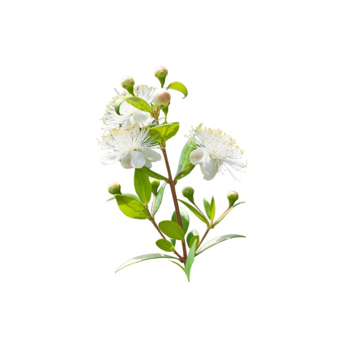 huile-essentielle-myrte