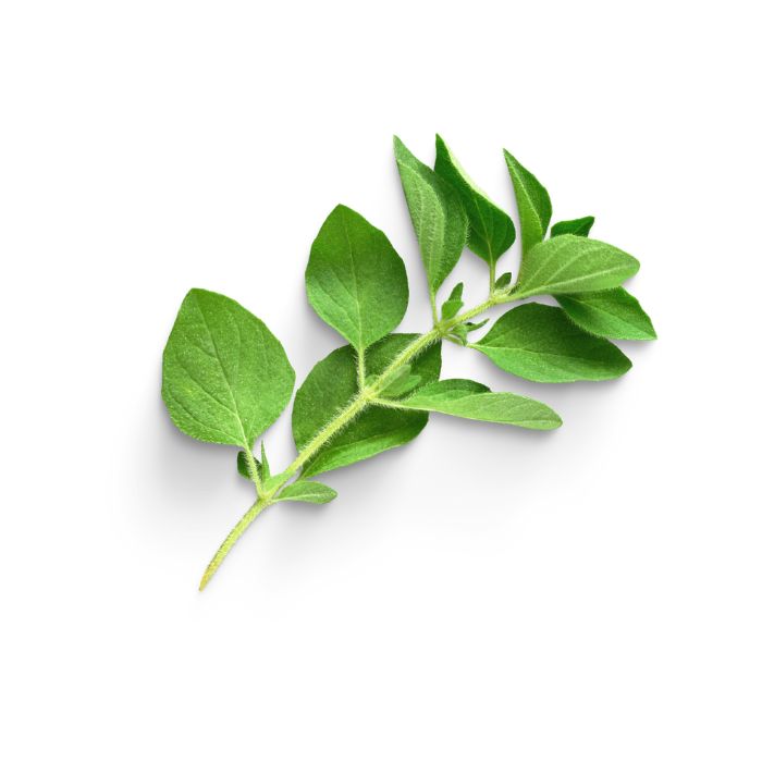 huile-essentielle-origan-compact