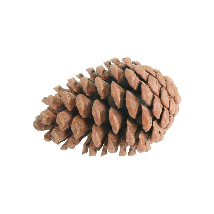 huile-essentielle-pin-laricio