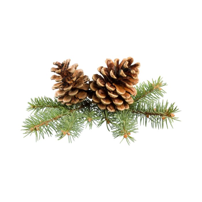 huile-essentielle-pin-sylvestre