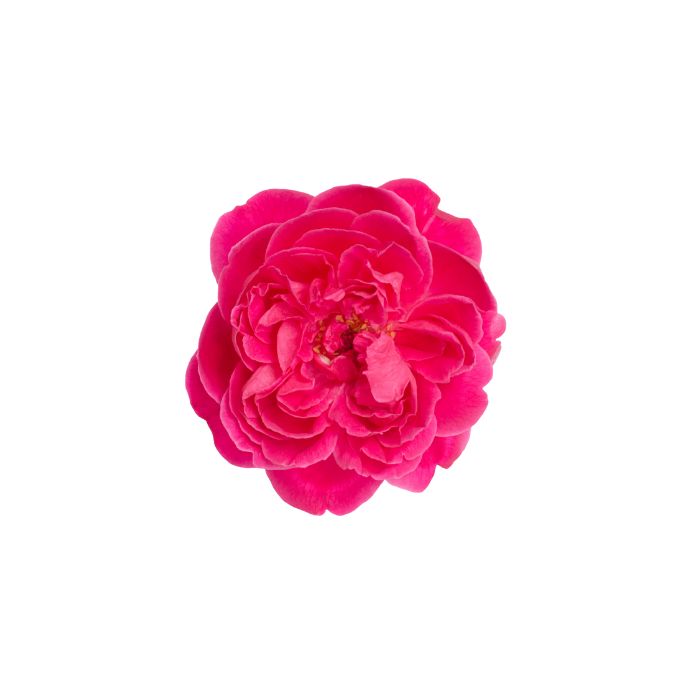 huile-essentielle-rose-de-damas