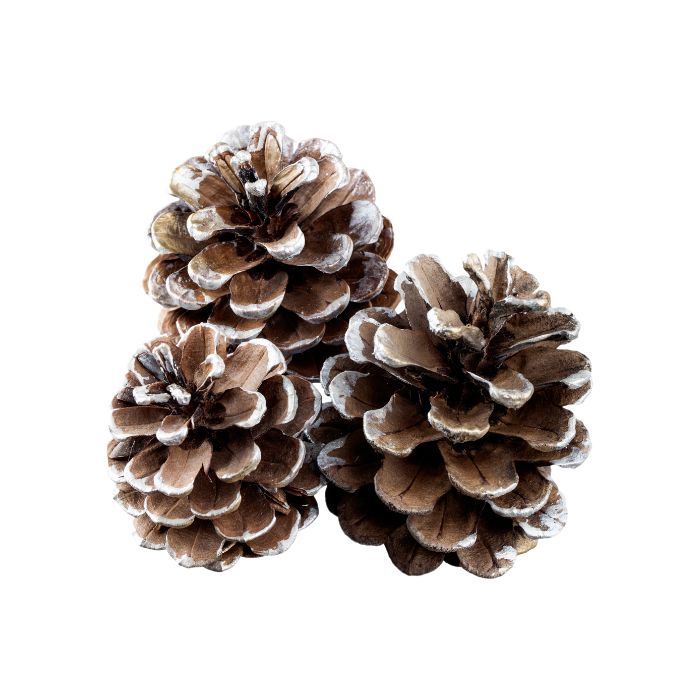 huile-essentielle-sapin-baumier