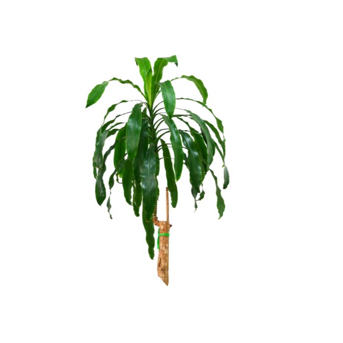 huile-essentielle-saro