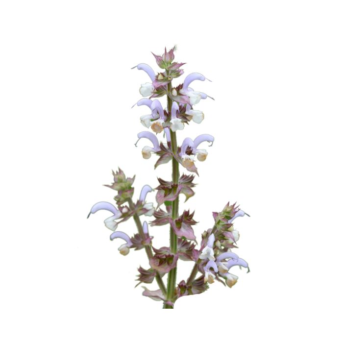 huile-essentielle-sauge-sclaree-de-provence