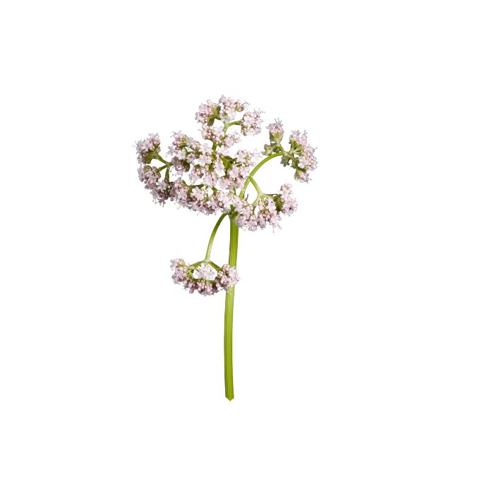 huile-essentielle-valeriane