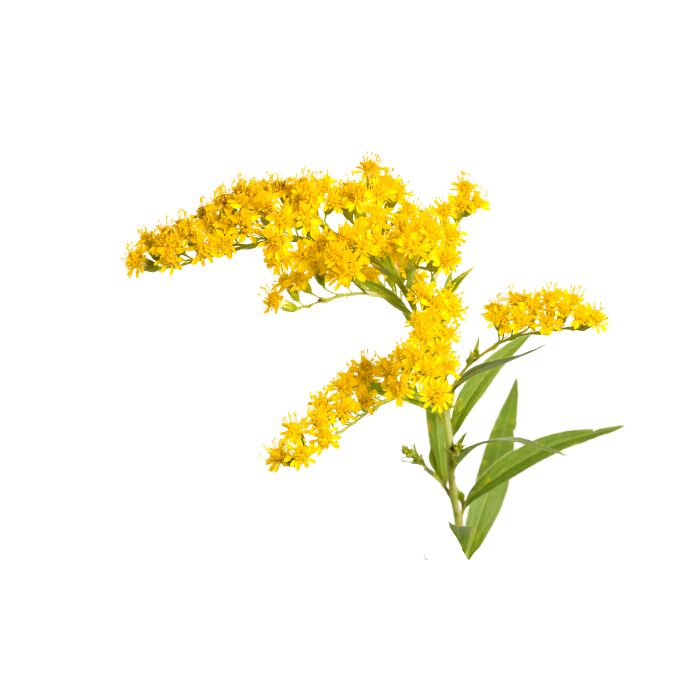 huile-essentielle-verge-d-or