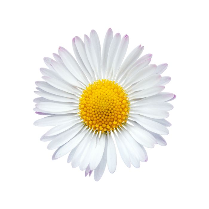 huile-vegetale-paquerette