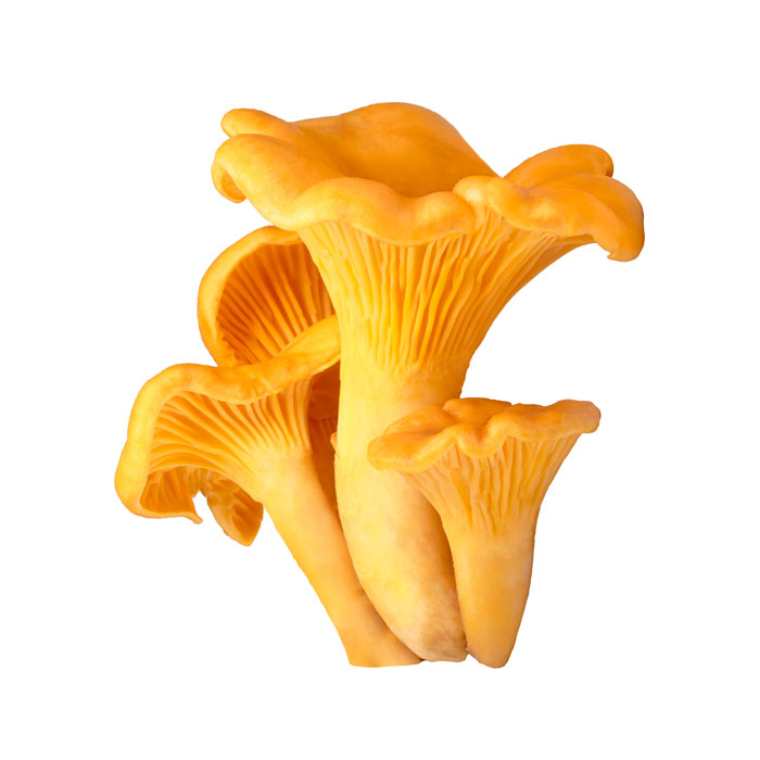 aliment-chanterelle