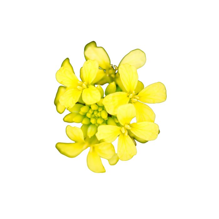 aliment-huile-de-canola