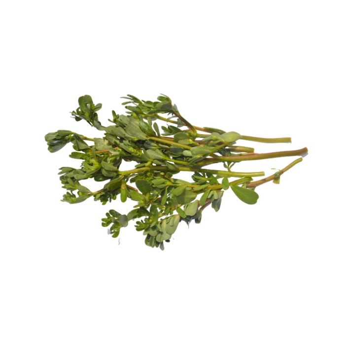 aliment-pourpier-sauvage