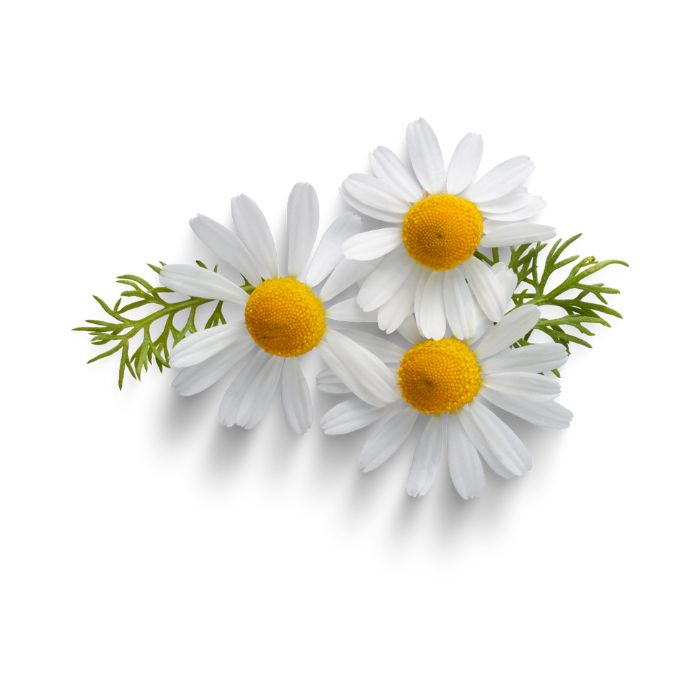 huile-essentielle-camomille-allemande