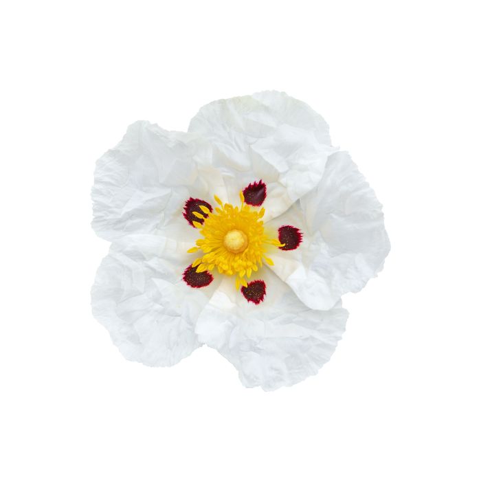 huile-essentielle-ciste