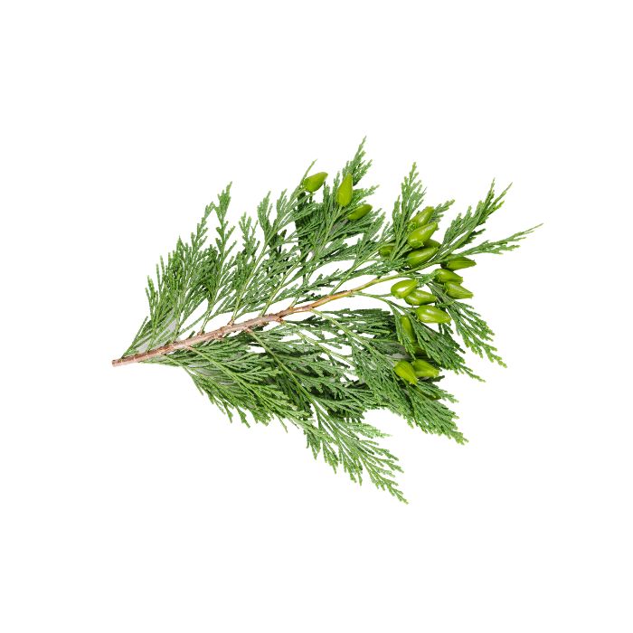 huile-essentielle-cypres