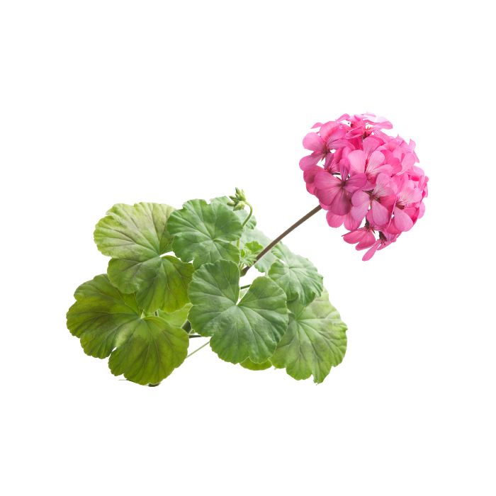 huile-essentielle-geranium-rosat