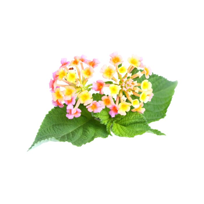 huile-essentielle-lantana