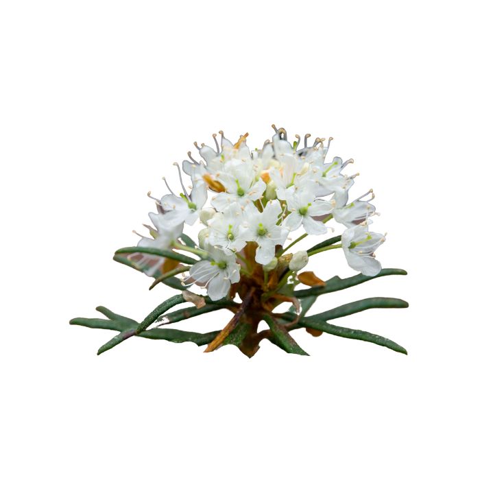 huile-essentielle-ledon-du-groenland