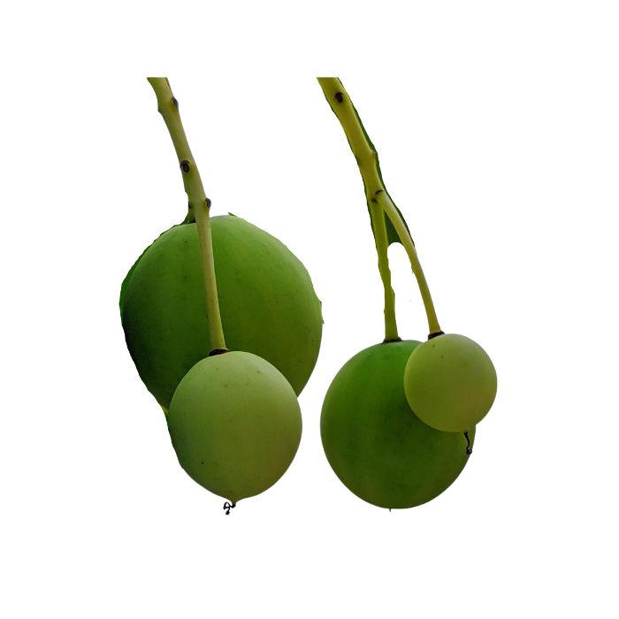 huile-vegetale-calophylle