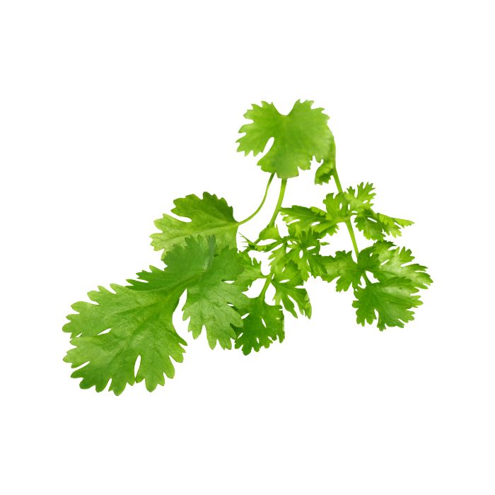 aliment-coriandre